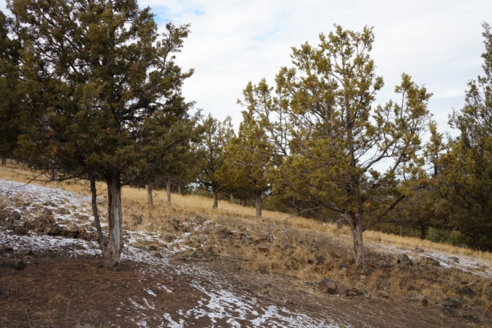 1.565 Acres, Crook County Oregon, Parcel 003657 - Image 15