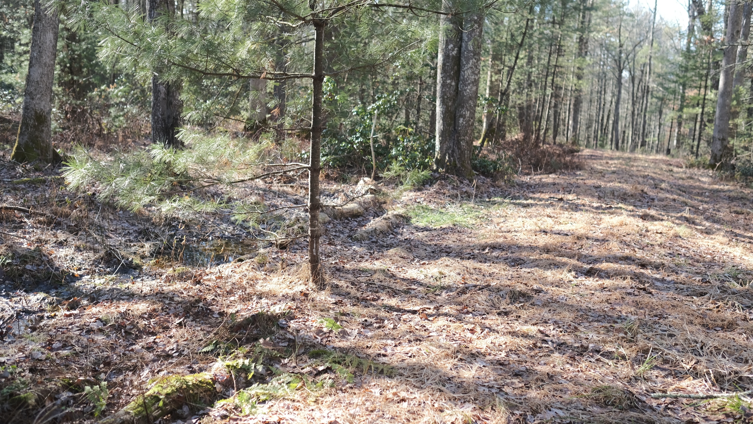 14.34 acres, Sullivan County NY - Image 8