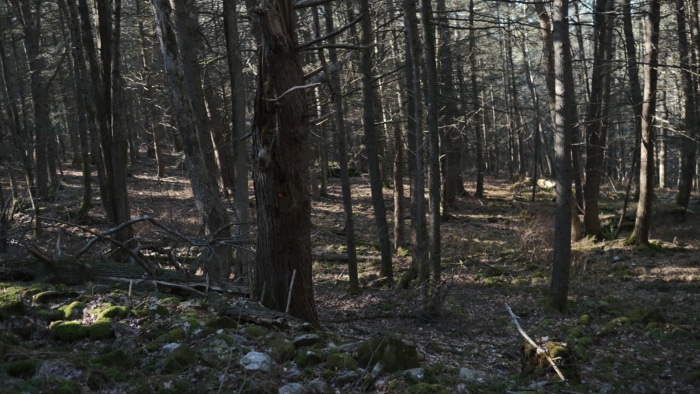 5.1 Acres, Sullivan County New York, Parcel 483000-33.-1-32.3 - Image 2