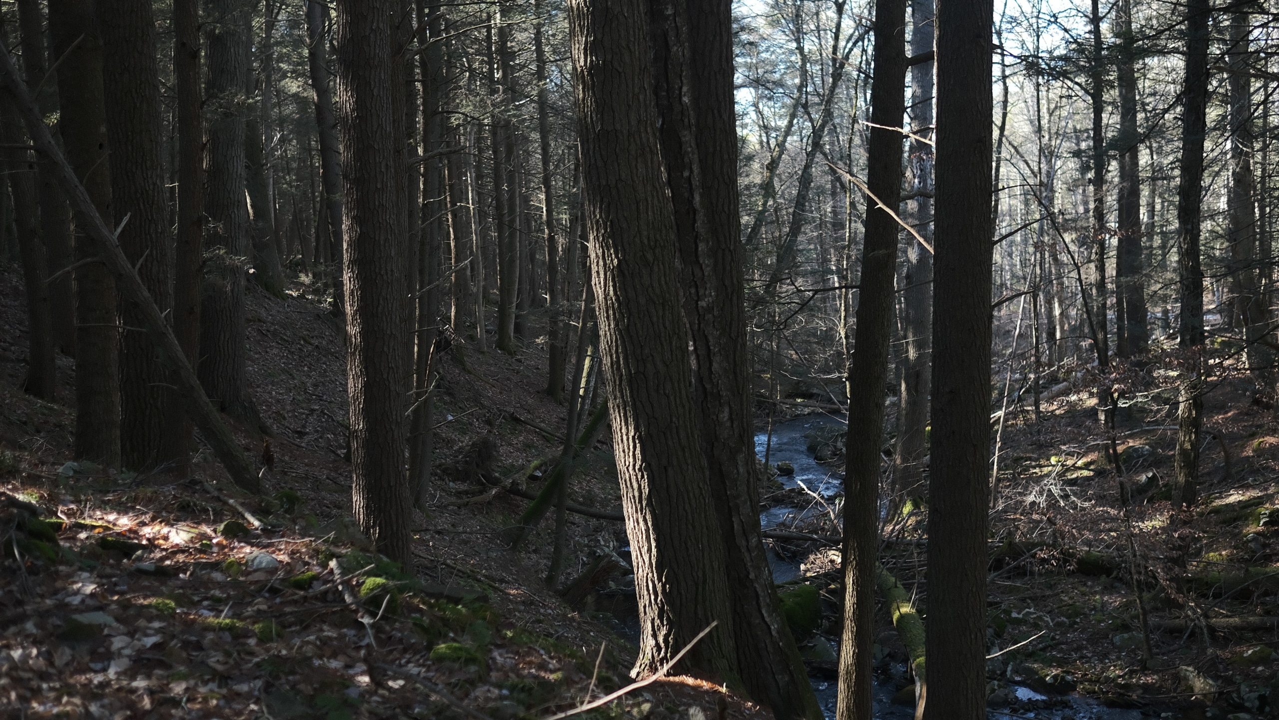 14.34 acres, Sullivan County NY - Image 15