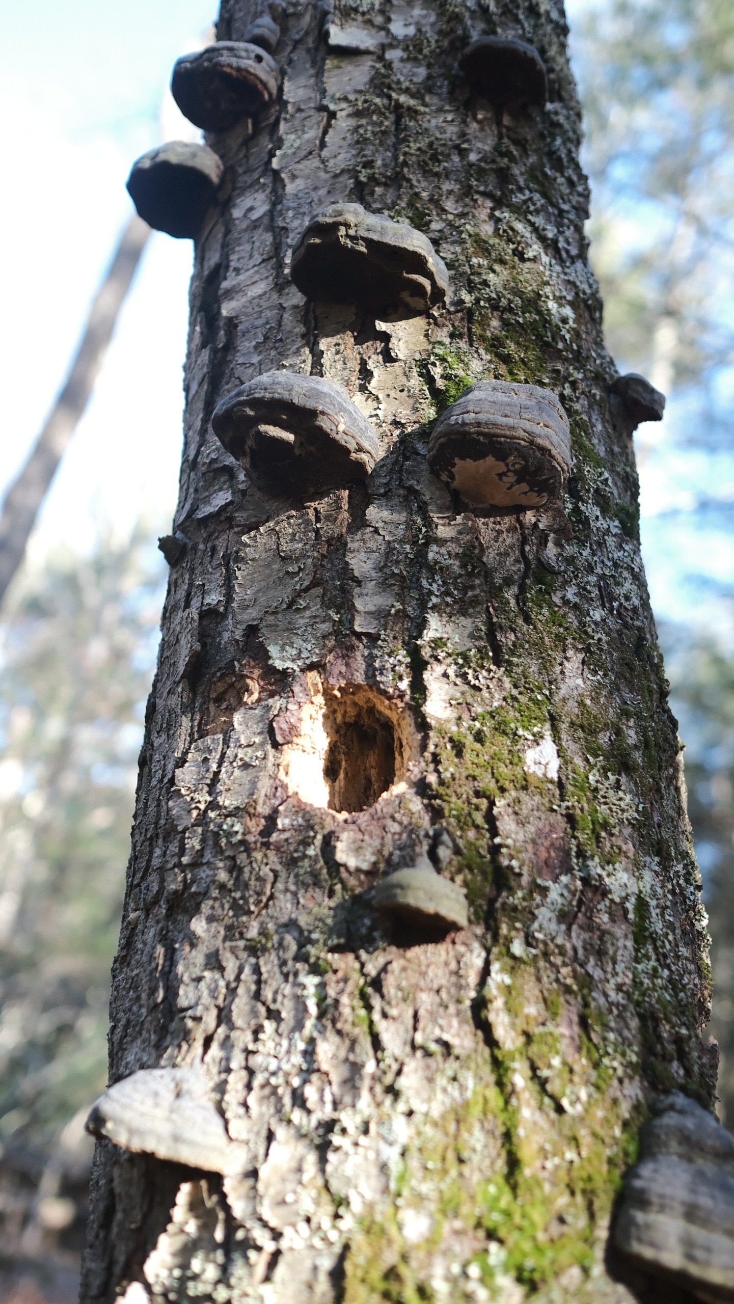 14.34 acres, Sullivan County NY - Image 5