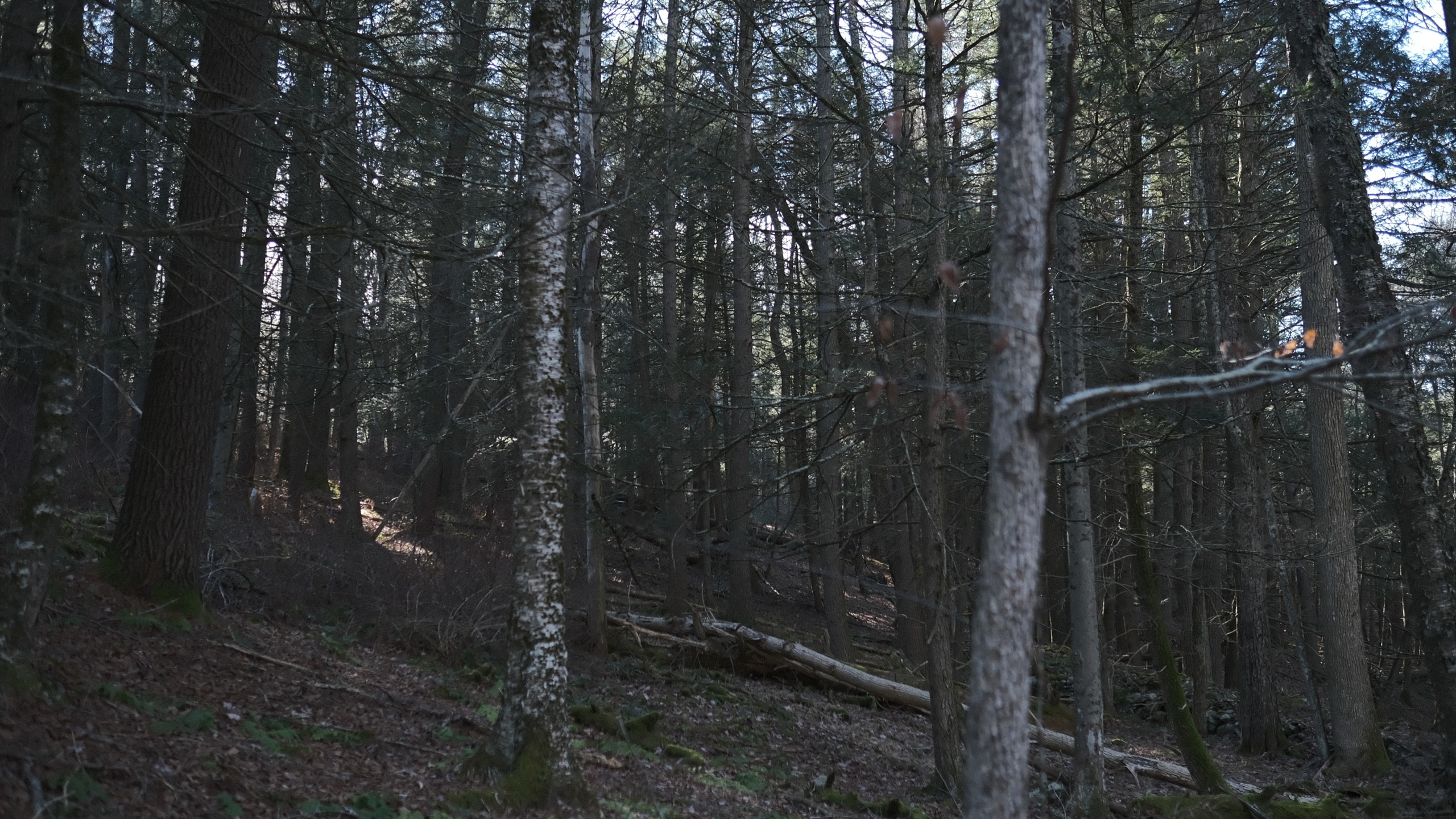 14.34 acres, Sullivan County NY - Image 18