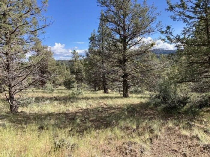 1.68 Acres, Klamath County OR, Parcel R361012 1.68 Acres, Klamath, Oregon Account 361012 / Map and Taxlot 3613-006A0-02400 - Image 6