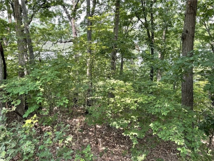 3.54 Acres, Benton County MO, Parcel 16-6.0-24-000-001-058.000 - Image 3