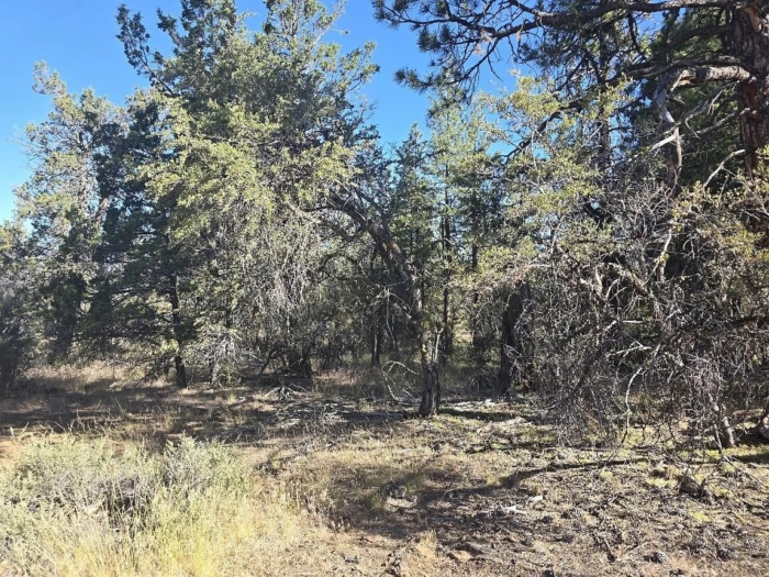 2.68 Acres, Bonanza Oregon, Parcel 01000 - Image 5