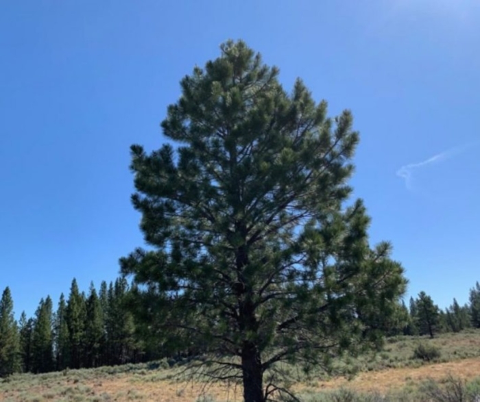 9.86 Acres, Klamath County OR, Parcel R181323 9.86 Acres, Klamath, Oregon Account 181323 / Map and Taxlot 3313-03100-02100 - Image 7