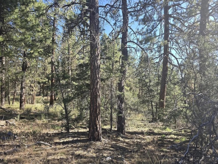 2.68 Acres, Bonanza Oregon, Parcel 01000 - Image 6