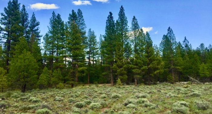 9.86 Acres, Klamath County OR, Parcel R181323 9.86 Acres, Klamath, Oregon Account 181323 / Map and Taxlot 3313-03100-02100 - Image 8