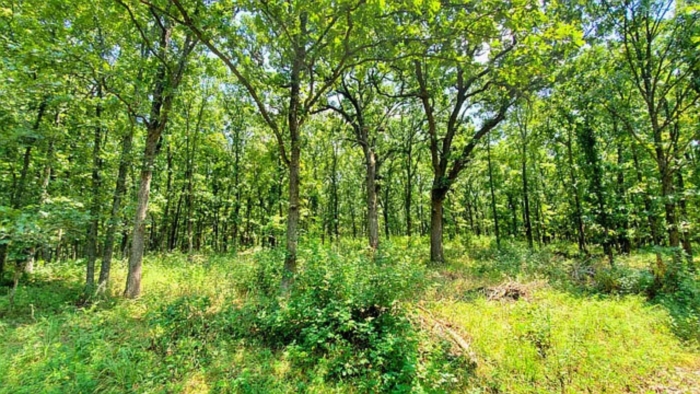 2.33 Acres, Benton County MO, Peaceful Lot Near Lake of the Ozarks, Parcel 15-7.1-26-000-002-031.000 2.33 Acres, Benton, Missouri 15-7.1-26-000-002-031.000 - Image 24