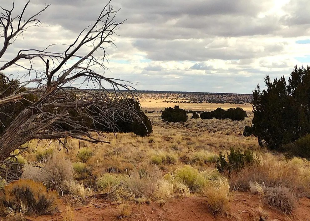 36.38 Acres, Apache County AZ, Parcel 204-69-311 36.38 Acres, Apache, Arizona 204-69-311 - Image 4