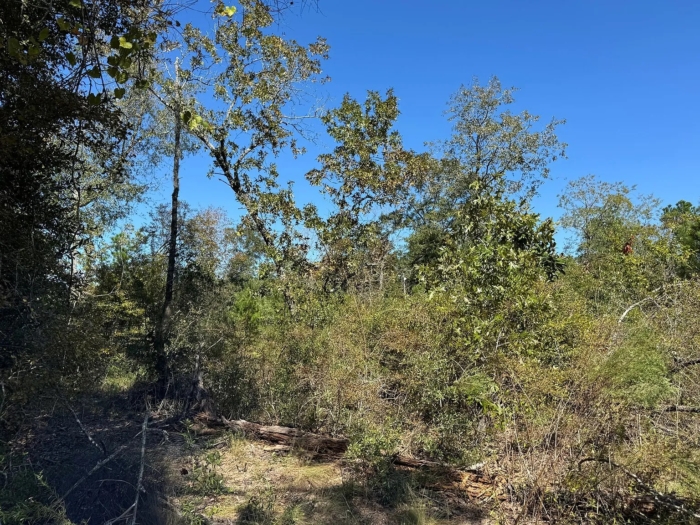 1.33 Acres, Jackson County FL, Parcel 02-2N-11-0087-1500-0060 1.33 Acres, Jackson, Florida 02-2N-11-0087-1500-0060 - Image 8