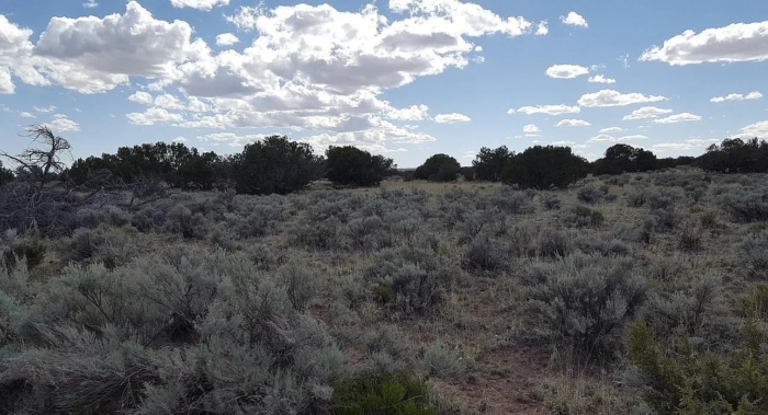19.72 Acres, Apache County AZ, Parcel 205-60-006A 19.72 Acres, Apache, Arizona 205-60-006A - Image 6