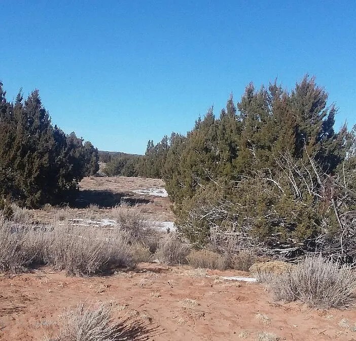 40.65 Acres, Apache County AZ Parcel 205-78-100 40.65 Acres, Apache, Arizona 205-78-100 - Image 8