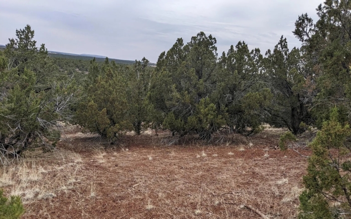 9.91 Acres, Apache County AZ, Parcel 201-52-010B 9.91 Acres, Apache, Arizona 201-52-010B - Image 5