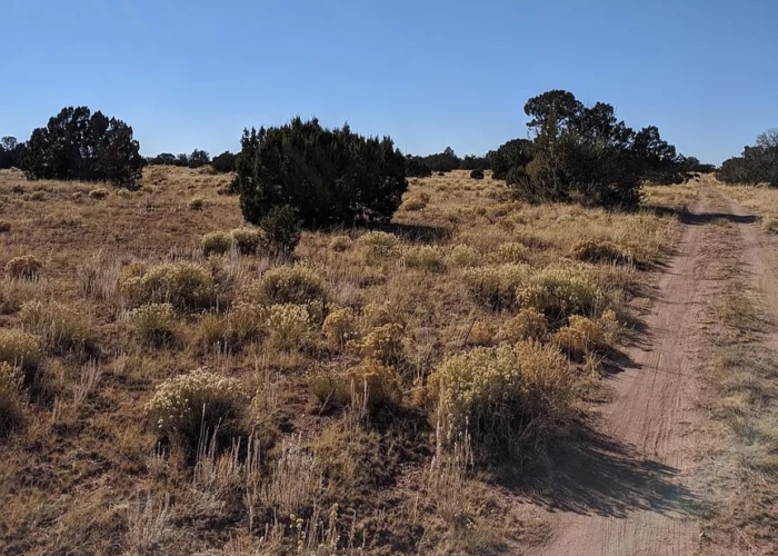 1.06 Acres in Coconino County, Arizona, Off-Grid Retreat with Campsite & Cabin Potential, Parcel 501-56-131 - Image 15