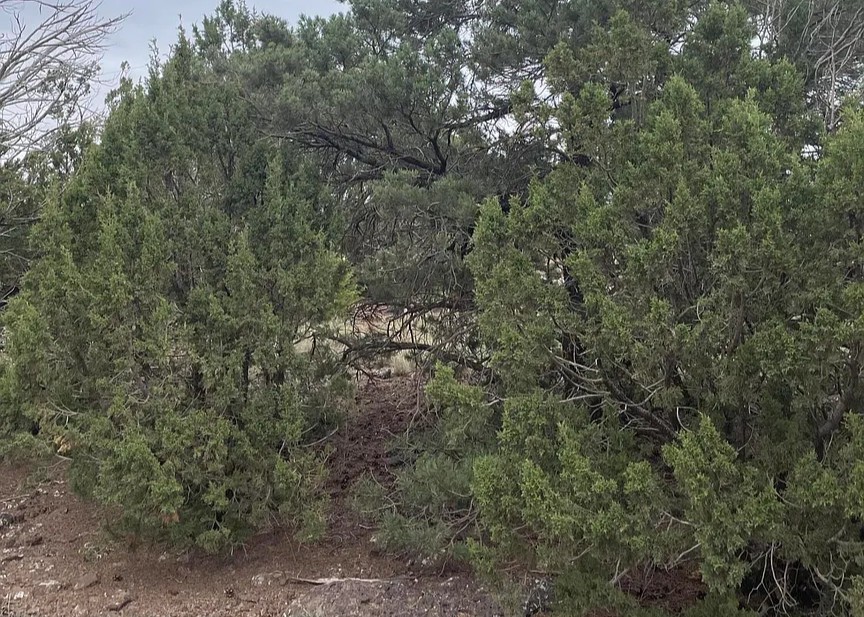 10 Acres, Apache County AZ, Parcel 107-43-002A 10 Acres, Apache, Arizona 107-43-002A - Image 20