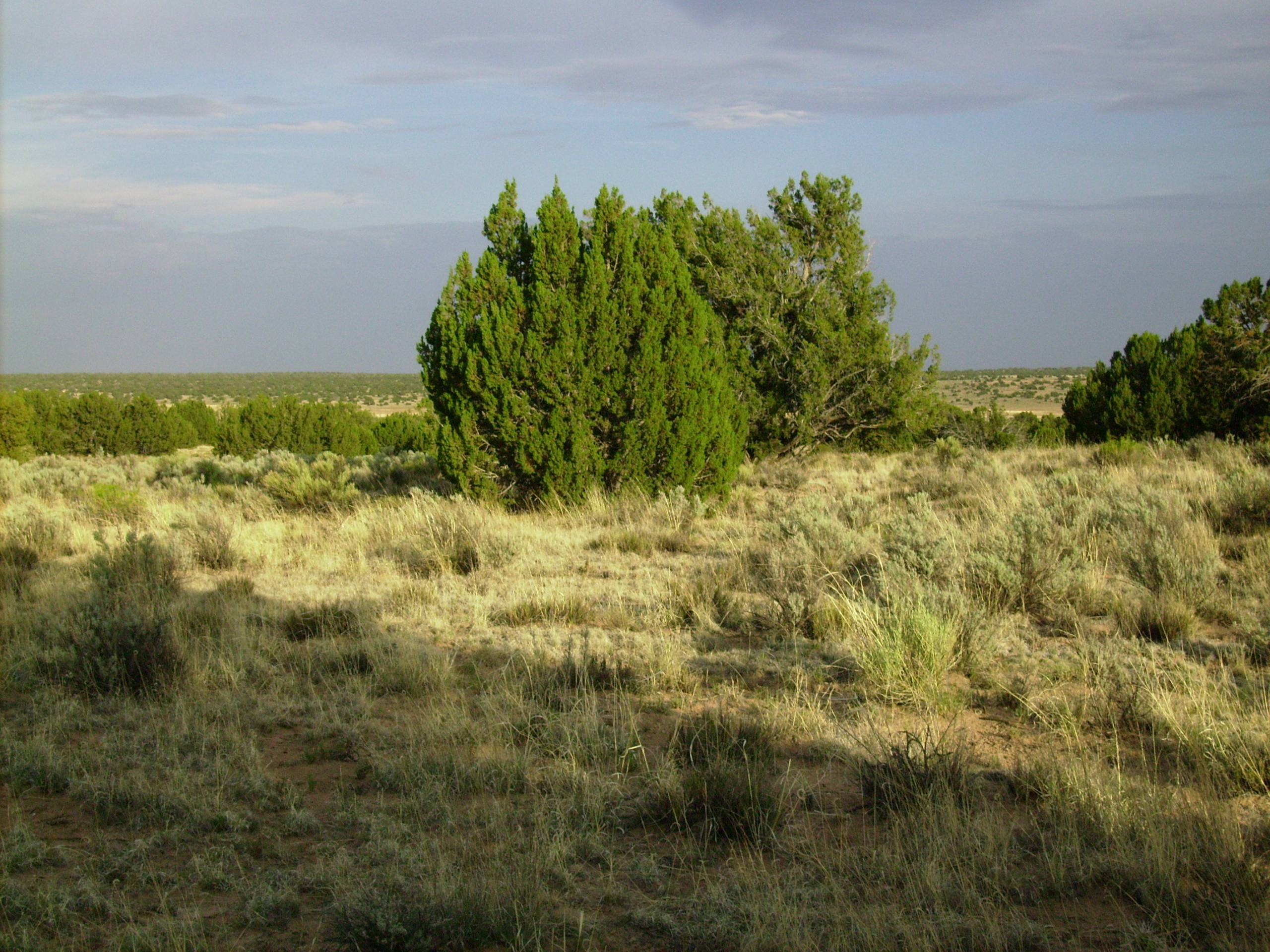 36.38 Acres, Apache County AZ, Parcel 204-69-311 36.38 Acres, Apache, Arizona 204-69-311 - Image 30