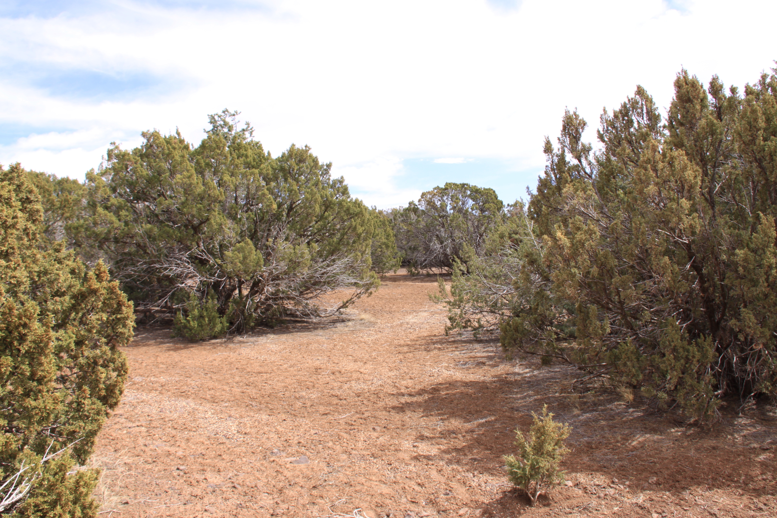 10 Acres, Apache County AZ, Parcel 107-43-002A 10 Acres, Apache, Arizona 107-43-002A - Image 11