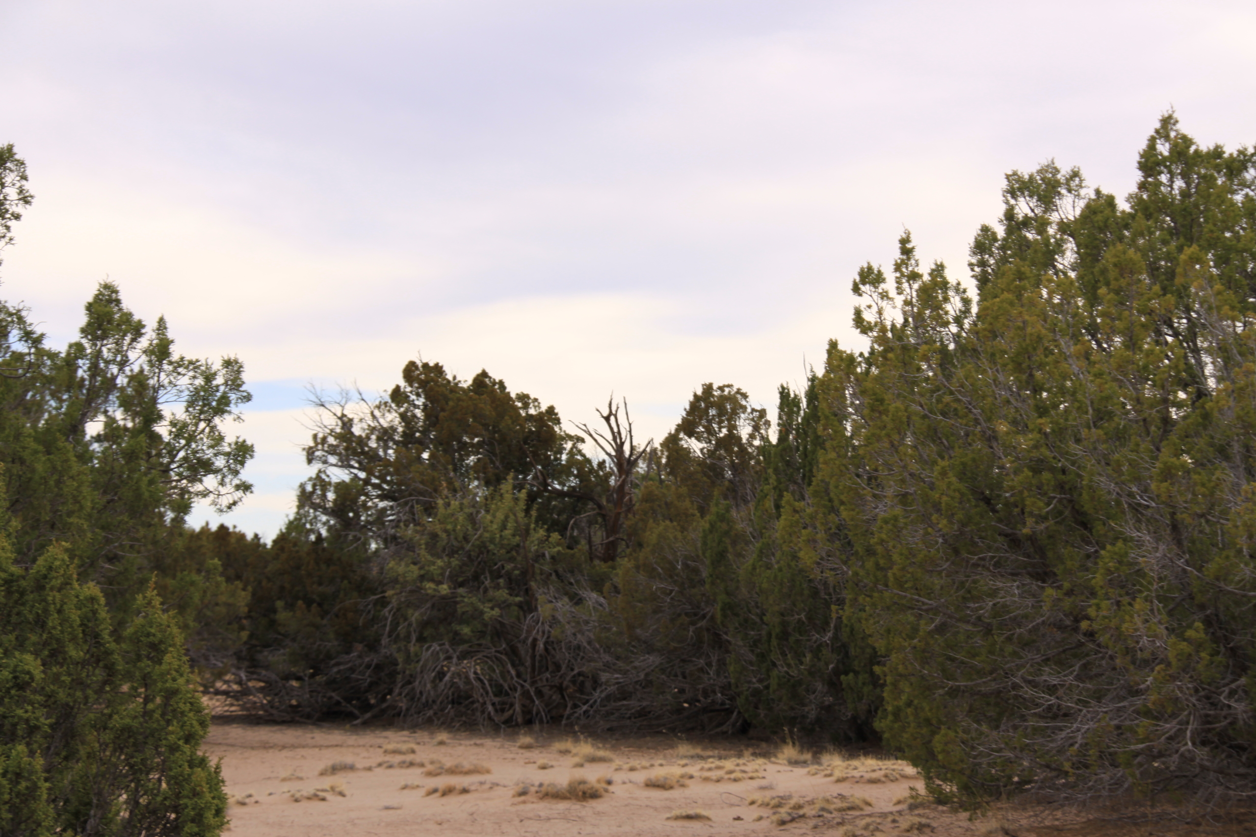 10 Acres, Apache County AZ, Parcel 205-27-016B 10 Acres, Apache, Arizona 205-27-016B - Image 9