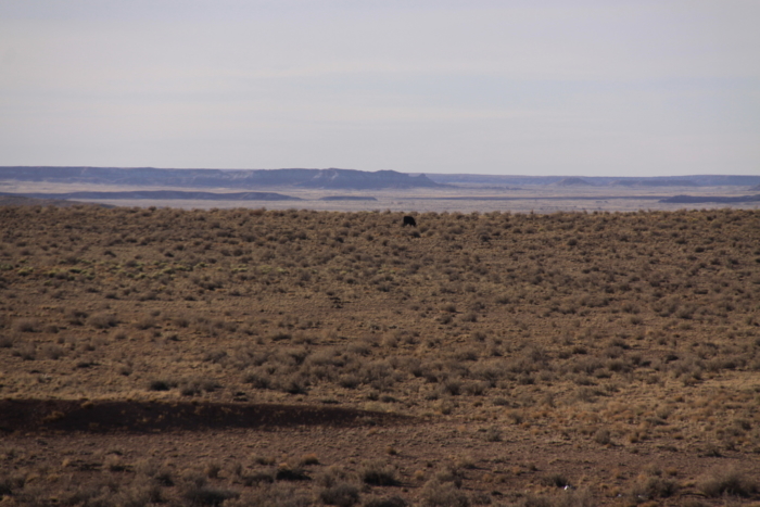 18.78 Acres, Navajo County AZ, Parcel 106-18-008A 18.78 Acres, Navajo, Arizona 106-18-008A