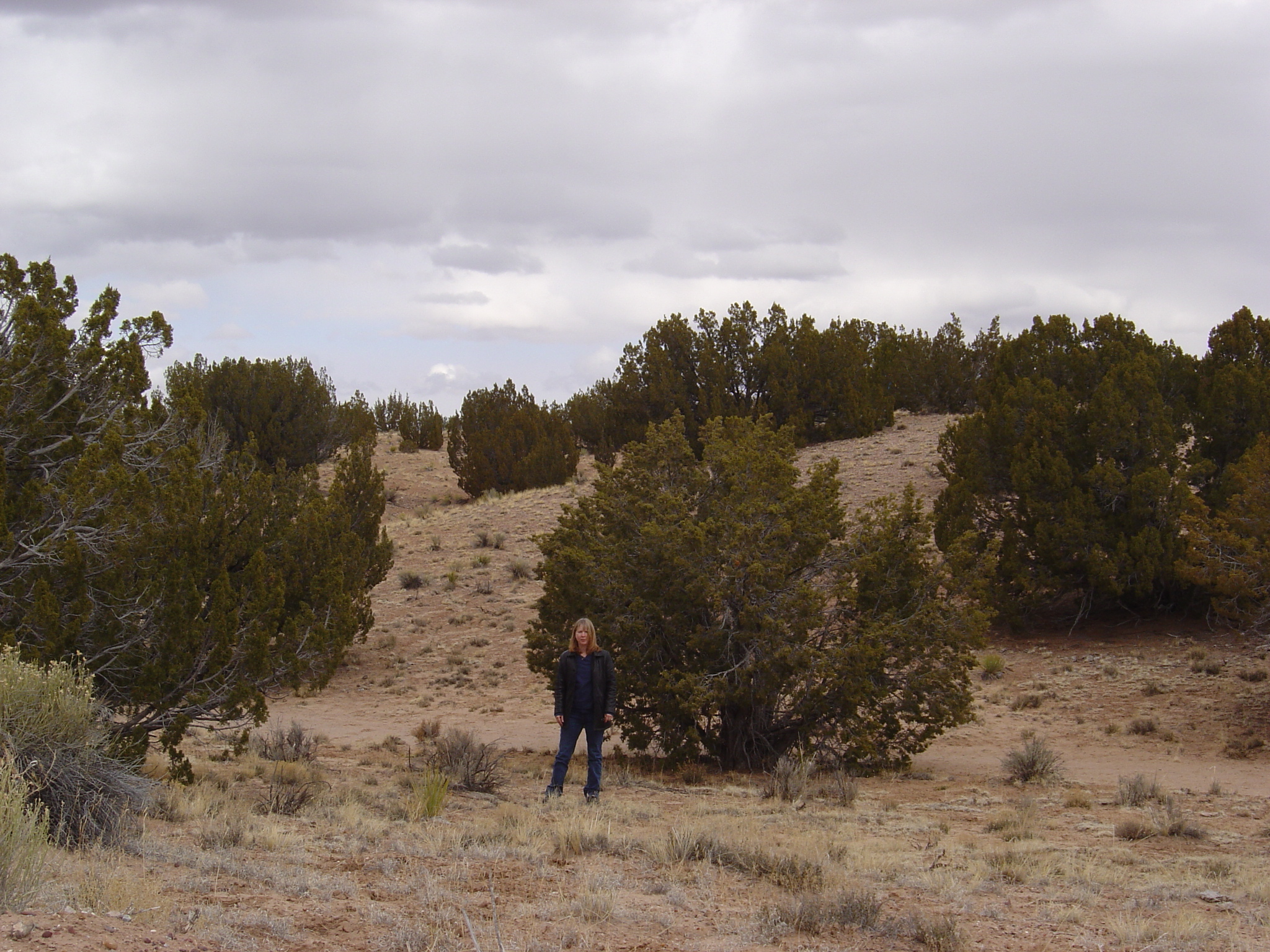 36.38 Acres, Apache County AZ, Parcel 204-69-311 36.38 Acres, Apache, Arizona 204-69-311 - Image 24