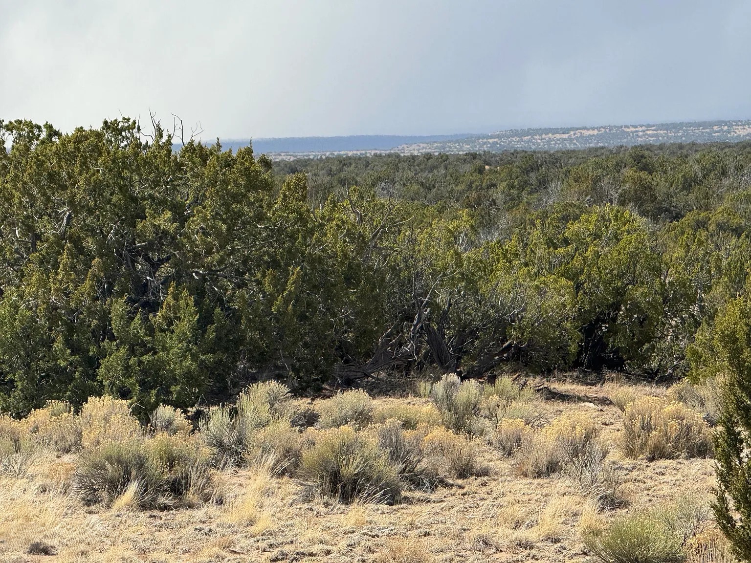 Untouched Desert Beauty 36.69 Acres, Apache, Arizona 204-59-213 - Image 3
