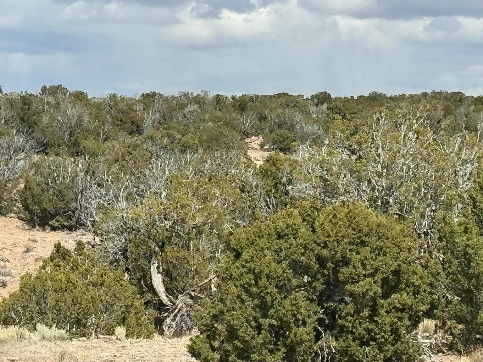Untouched Desert Beauty 36.69 Acres, Apache, Arizona 204-59-213 - Image 6