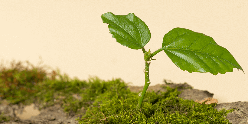 Start Small, Grow Later