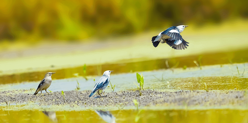 Wildlife or Bird Sanctuary