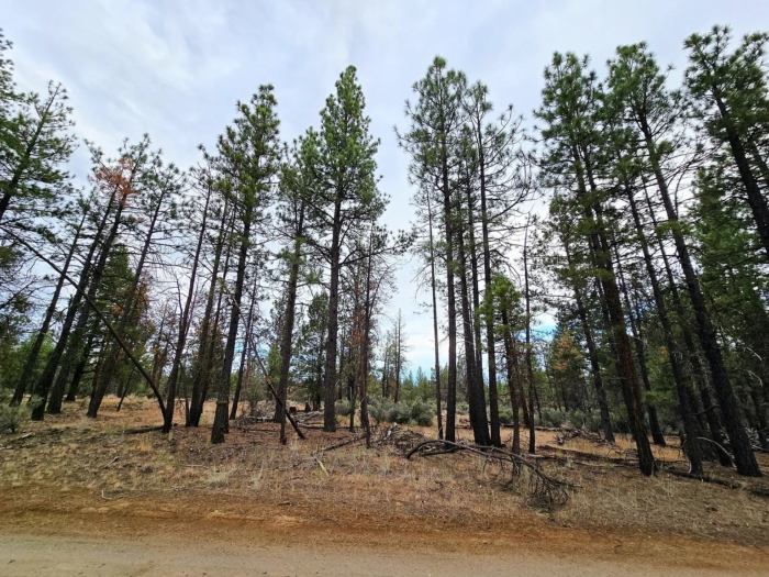Peaceful Oregon Escape 2.42 Acres, Klamath, Oregon R270370 - Image 2
