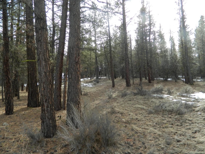 5 Acres, Klamath County, OR, Peaceful Oregon Retreat, Parcel R360852 - Image 2