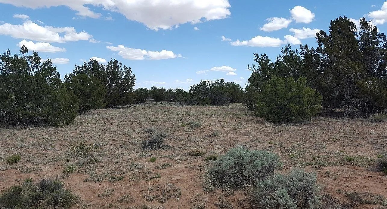 Peaceful High Desert Getaway 19.72 Acres, Apache, Arizona 205-60-006B - Image 6