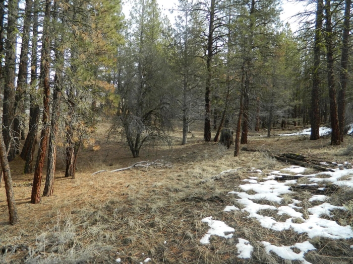 5 Acres, Klamath County, OR, Peaceful Oregon Retreat, Parcel R360852 - Image 3