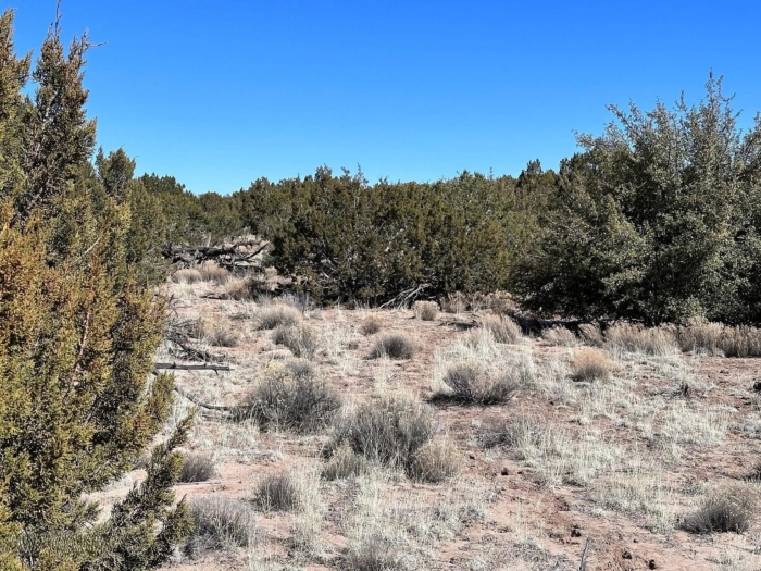 4.6 Acres, Apache County AZ, Peaceful Off-Grid Desert Escape, Parcel 206-10-416 4.6 Acres, Apache, Arizona 206-10-416 - Image 4