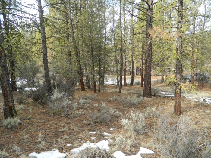 5 Acres, Klamath County, OR, Peaceful Oregon Retreat, Parcel R360852 - Image 5