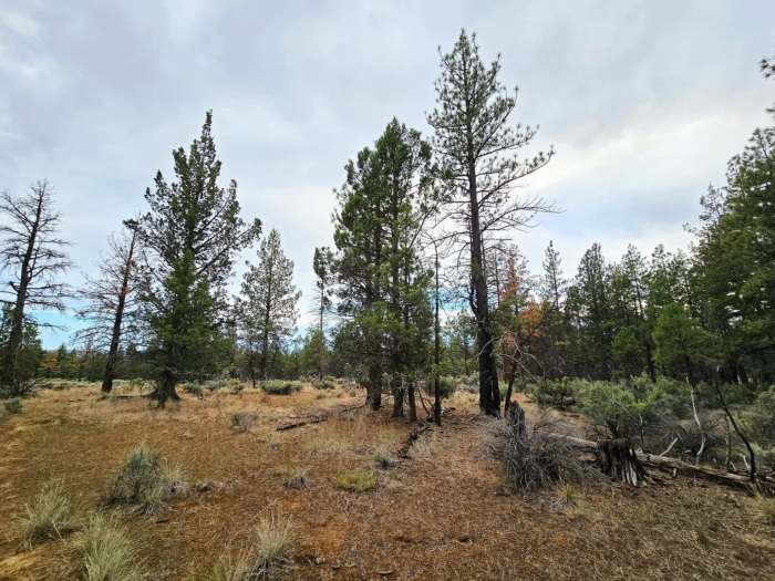 Peaceful Oregon Escape 2.42 Acres, Klamath, Oregon R270370 - Image 6