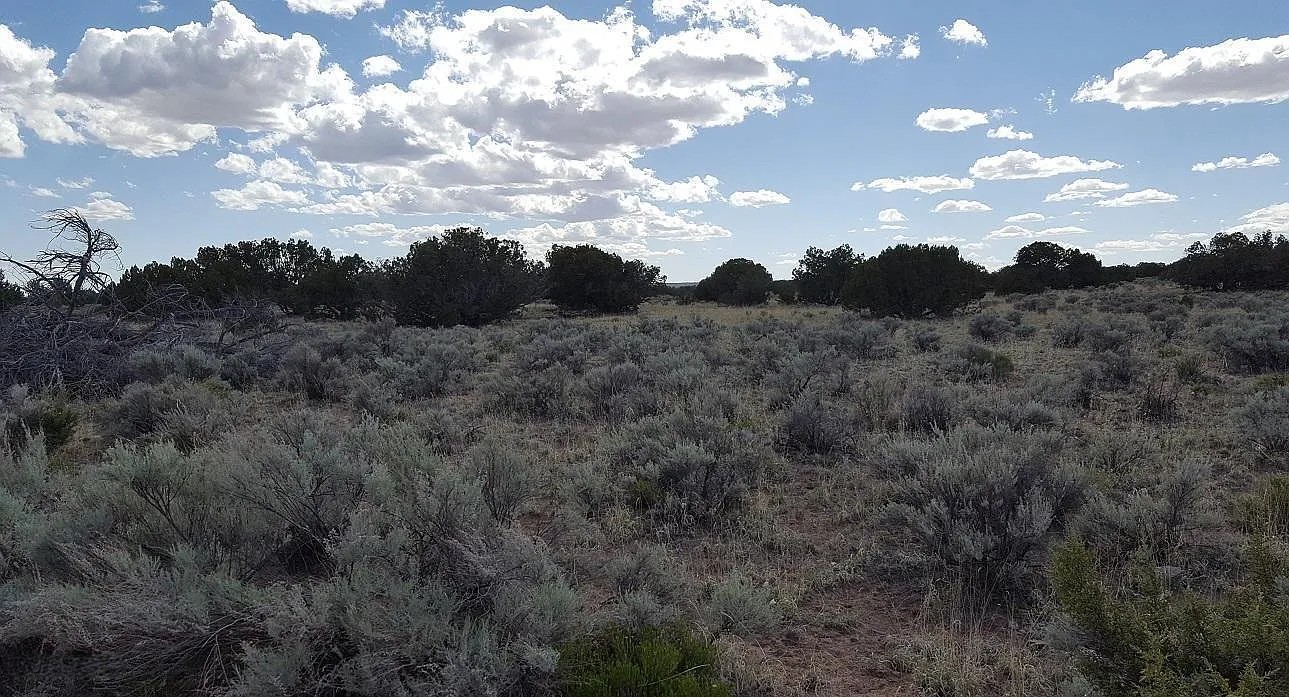 Peaceful High Desert Getaway 19.72 Acres, Apache, Arizona 205-60-006B - Image 7