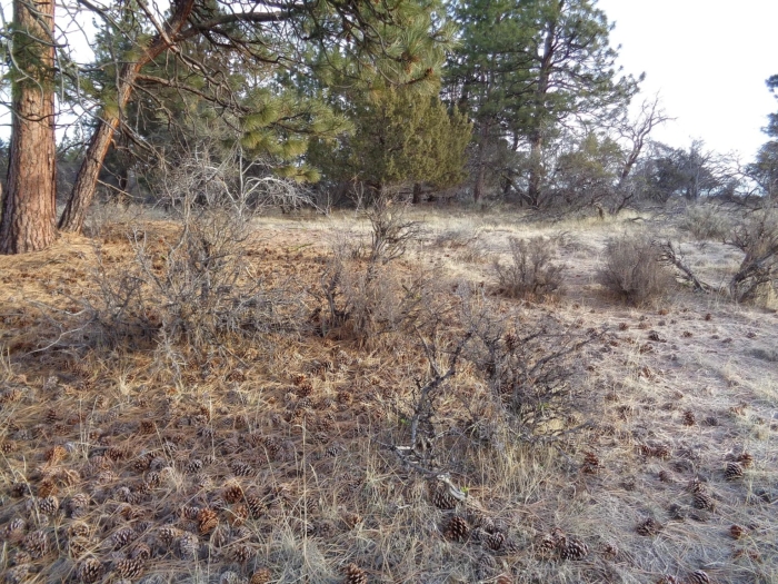 5 Acres, Klamath County, OR, Peaceful Oregon Retreat, Parcel R360852 - Image 7
