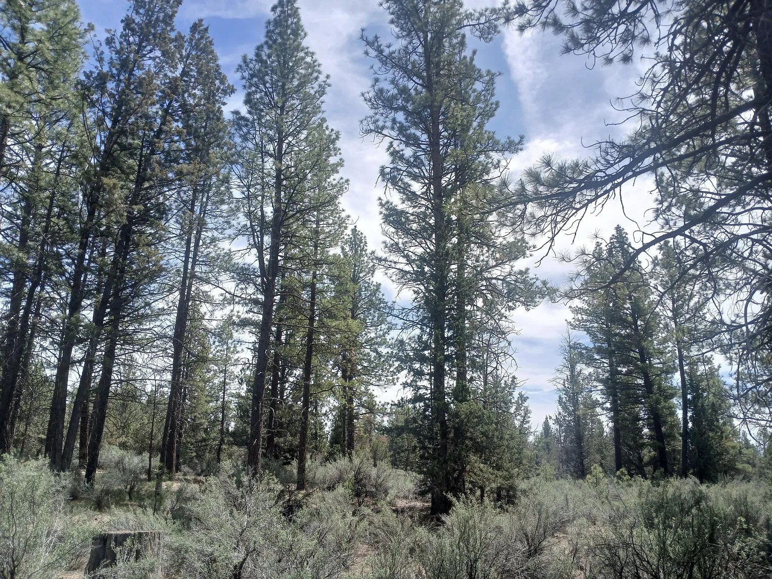 2.41 Acres, Klamath County OR 2.41 Acres, Klamath, Oregon Account 271663 / Map and Taxlot 3510-028A0-00700 - Image 9