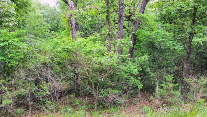 Double the Space, Double the Freedom 5.87 Acres, Benton, Missouri 15-5.0-15-000-001-004.000 and 15-6.0-14-002-005-042.000 - Image 2