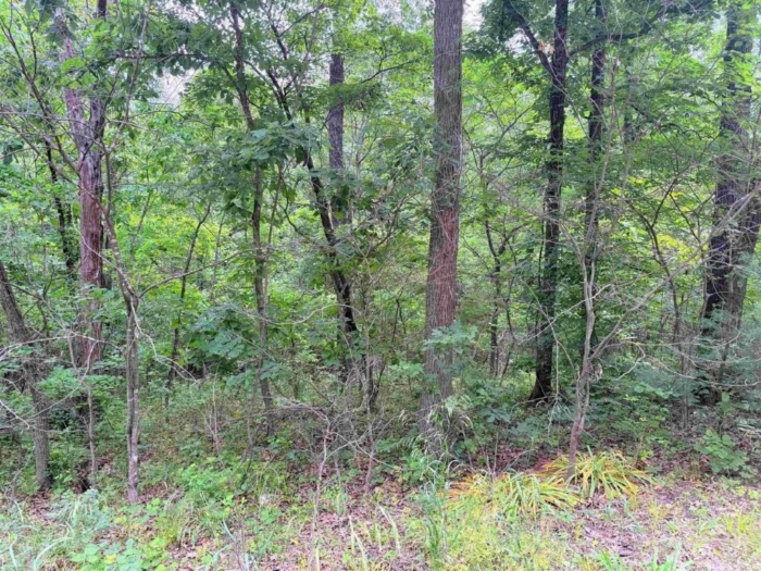 Double the Space, Double the Freedom 5.87 Acres, Benton, Missouri 15-5.0-15-000-001-004.000 and 15-6.0-14-002-005-042.000 - Image 3