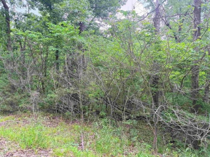 Build Your Dream Retreat 2.84 Acres, Benton, Missouri 15-6.0-14-002-005-042.000 - Image 4