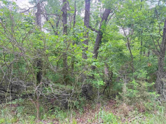 Build Your Dream Retreat 2.84 Acres, Benton, Missouri 15-6.0-14-002-005-042.000 - Image 5