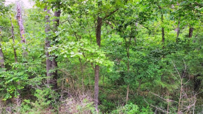 Affordable Freedom Awaits 3.03 Acres, Benton, Missouri 15-5.0-15-000-001-004.000 - Image 6
