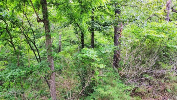 Build Your Dream Retreat 2.84 Acres, Benton, Missouri 15-6.0-14-002-005-042.000 - Image 7